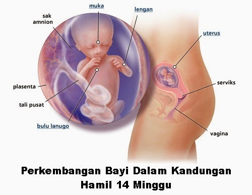 Perkembangan bayi dalam kandungan hamil 14 minggu Perkembangan bayi dalam kandungan hamil 14 minggu, perkembangan fetus bayi ibu hamil 14 minggu, hamil minggu keempat belas mengandung, hamil mengandung 3 bulan lebih trimester kedua, tanda hamil usia 14 minggu, kondisi keadaan ibu hamil umur kandungan minggu ke 14 trimester 2, bila tarikh mengandung, gambar bayi fetus 14 minggu, scan fetus untuk tahu jantina bayi, vitamin ibu hamil 4 pil hematinik, asid folik, vitamin B kompleks, vitamin C, pil zat besi (ferrous fumarate)