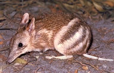 bandicoot animal australian bandicoots marsupial rat true facts animals wildlife indian wild small