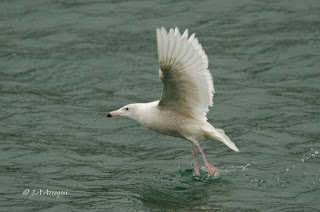 Gavión hiperbóreo, Larus hyperboreus, Glaucous Gull