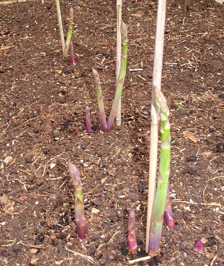 Mark's Veg Plot The end of the Asparagus season