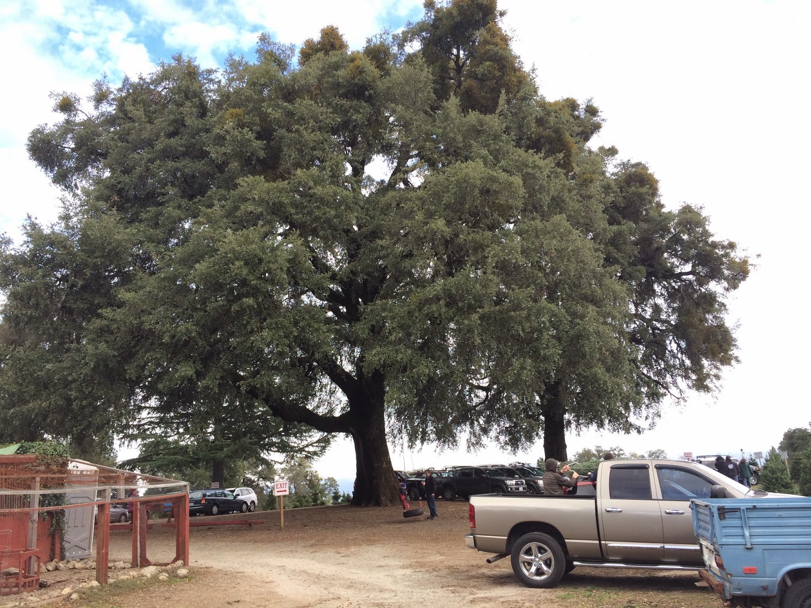 Trees Of Santa Cruz County Quercus Wislizeni Interior