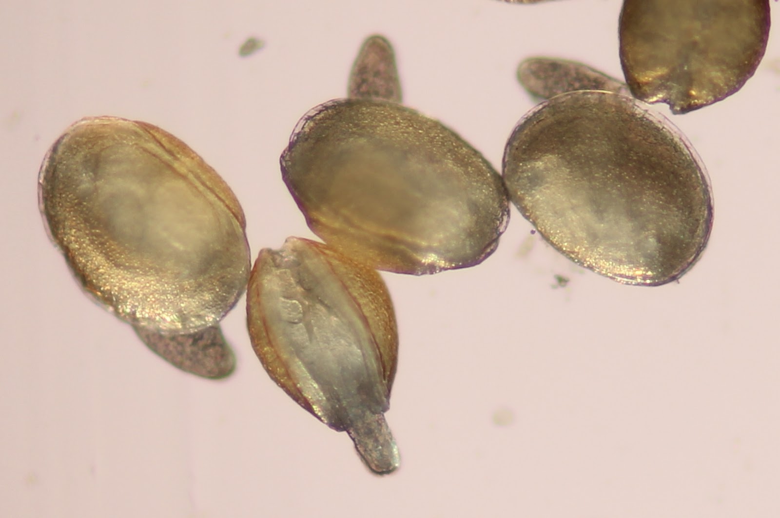 Word from the Wild The Mysterious Case of the Missing Mussel