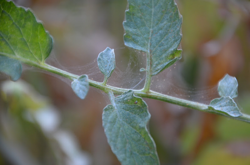 Garden Ally July 2012