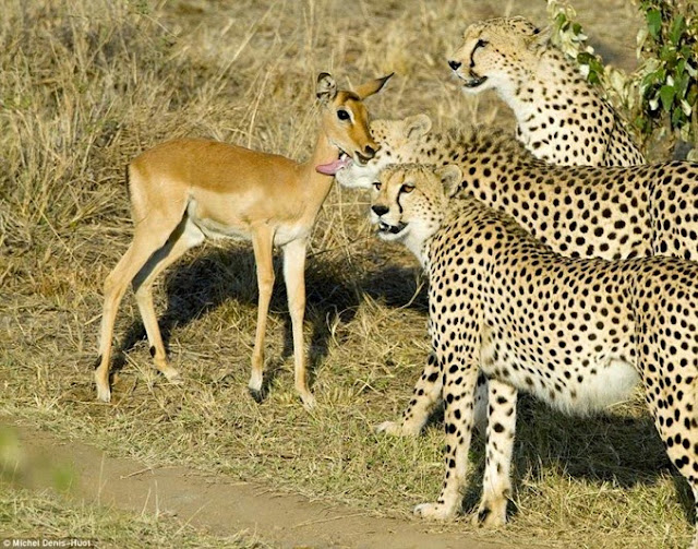 Dennis Huot - cheetah's - jachtluipaarden - Kenia - Masai Mara - bij de beesten af