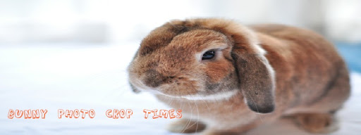 Bunny photo crop times