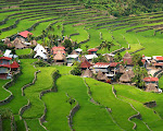 Rice Terraces