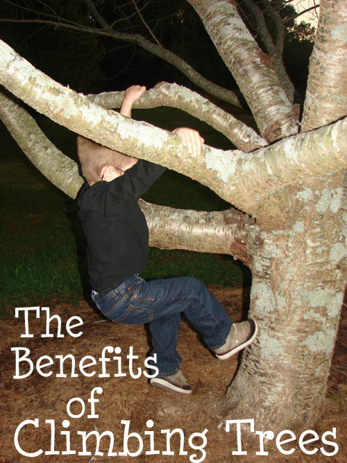 Childhood Beckons The Benefits of Climbing Trees