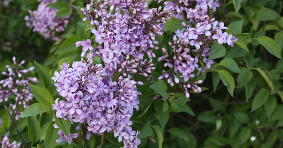 Michigan Exposures Some Lilacs