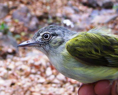 birds Nicaragua