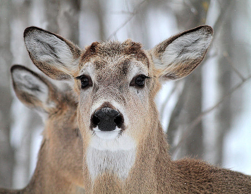 Funny Animals Funny Pictures: Deer Face Funny View