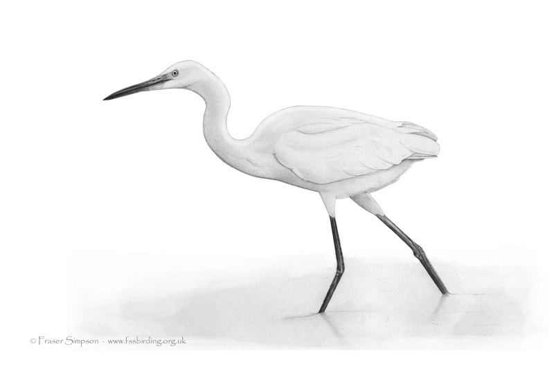 Fraser's Birding Blog: Little Egret drawing