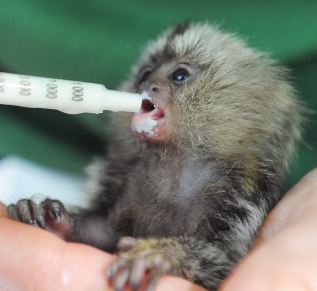 A baby marmoset being hand-raised in Germany, baby marmoset, marmoset pictures