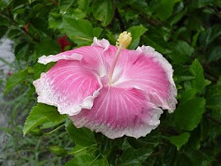 Mary Poppins Hibiscus