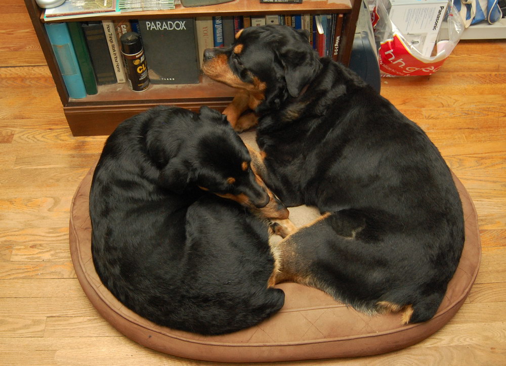 Living with Rottweilers Love on a little dog bed.
