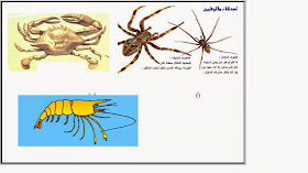 تمتلك القشريات ..... من قرون الاستشعار