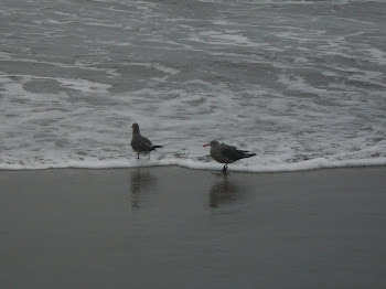 Beach Gulls