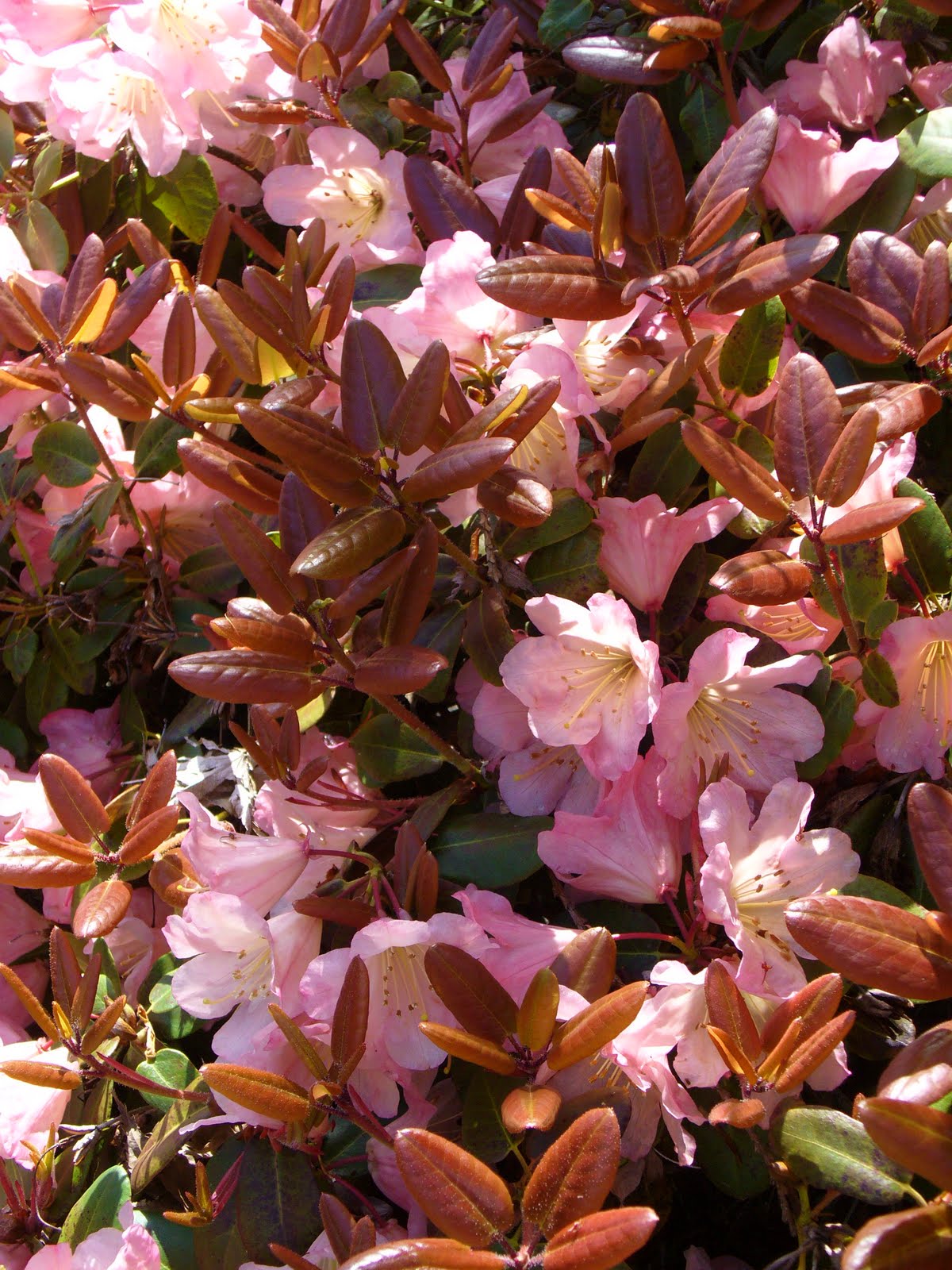 Oregon Rhododendron Paradise Plant Something Oregon