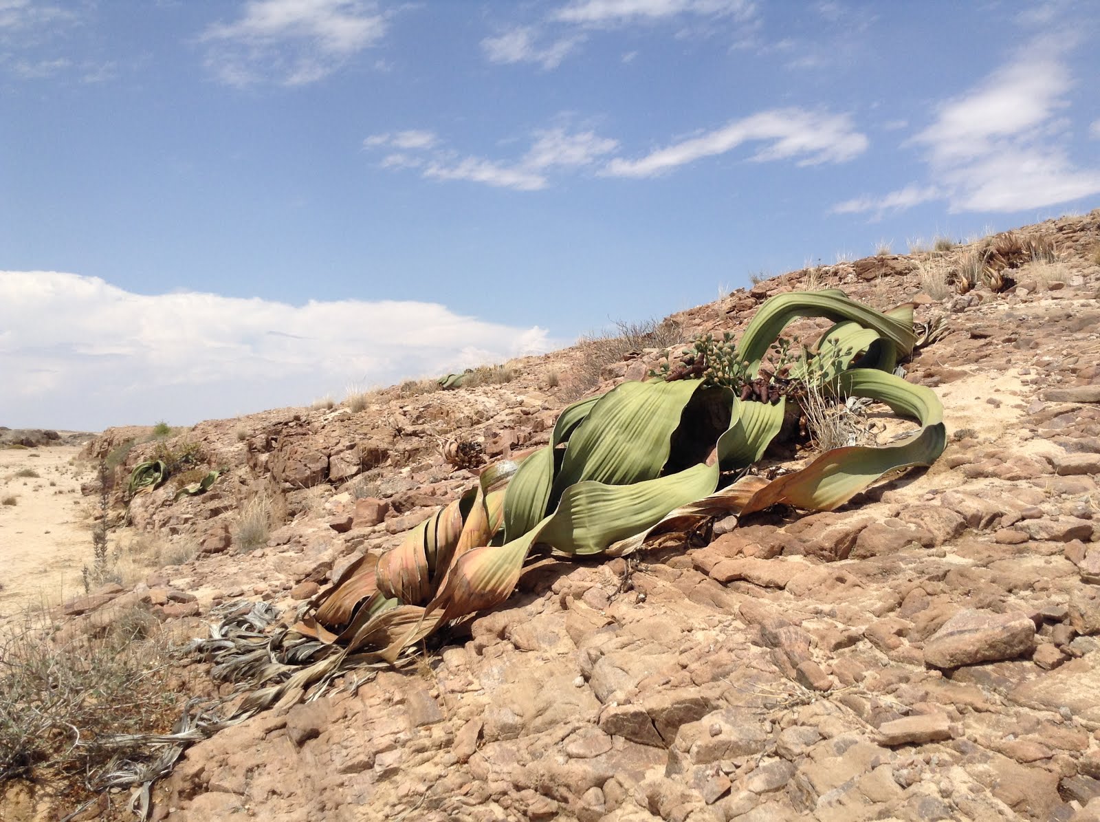 Welwitschia mirabilis