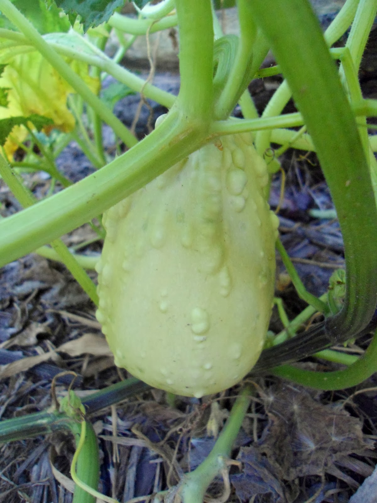 LABORATORIO DE CALABAZAS: Bienvenidos al Laboratorio!