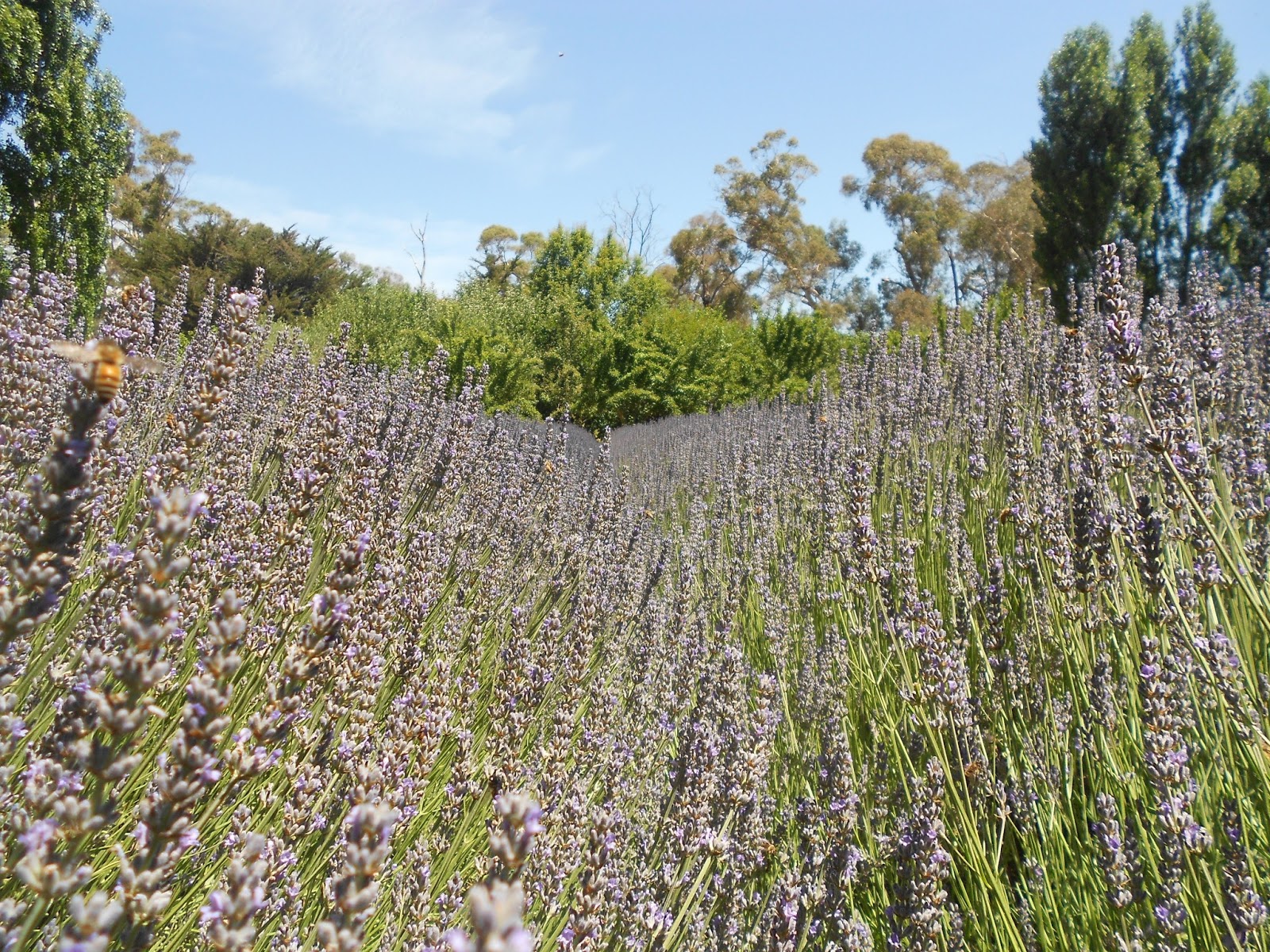 Australian mums Melbourne Lavandula Lavender Farm Daylesford
