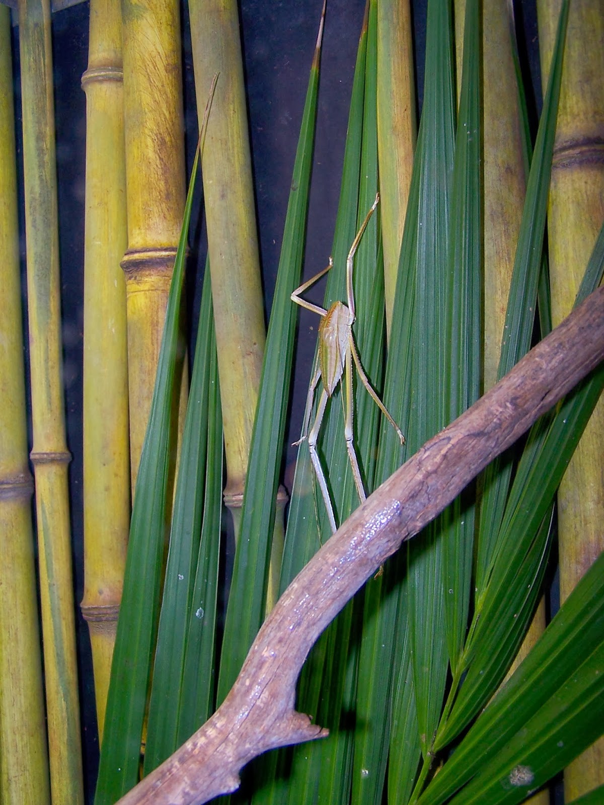 Stick Insect  San Diego Zoo Animals & Plants