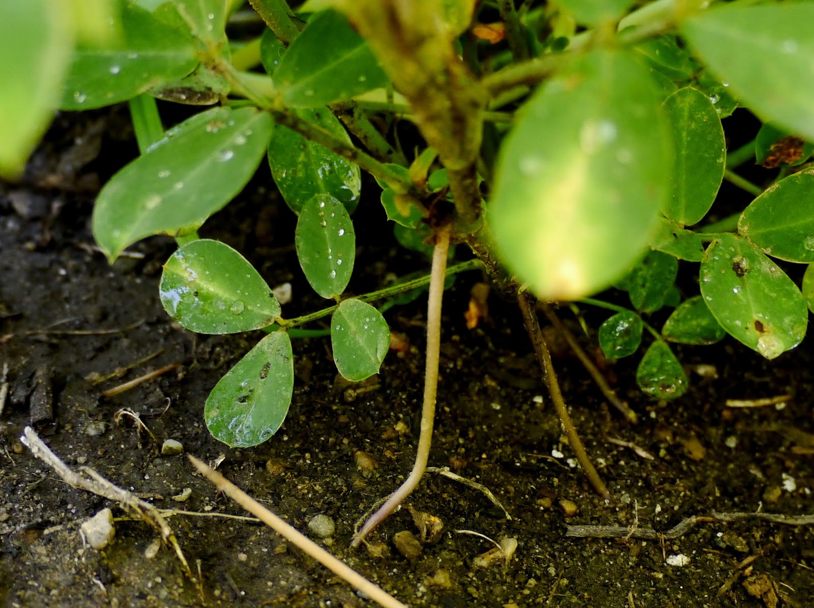 Less Noise, More Green Peanut plants reach the next step