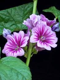 MALVA morada silvestre