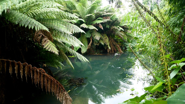 The Lost Gardens of Heligan Cornwall Jungle