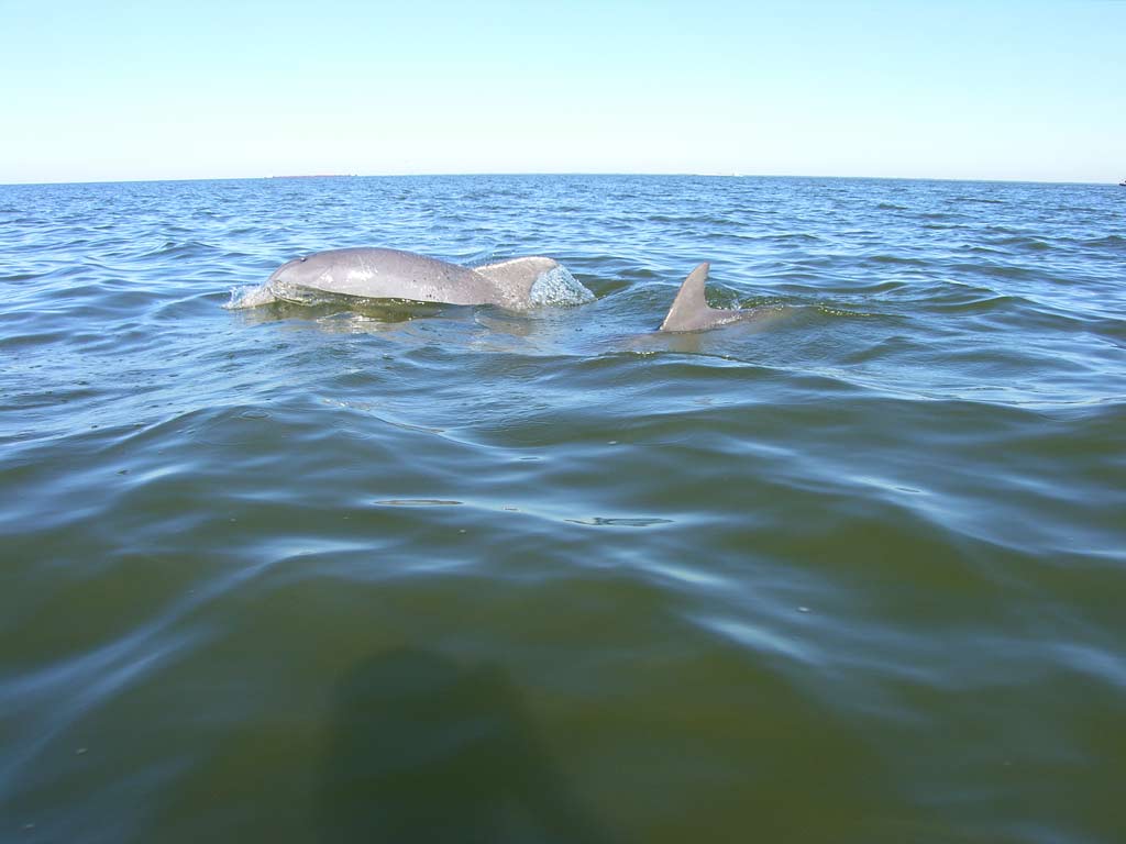 Kayaking the MobileTensaw River Delta 01/22/2010 Dauphin Island