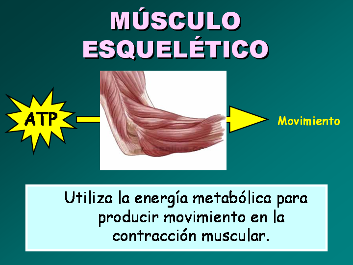 Transformación de energía muscular a mecánica (cinética, potencial o elástica)
