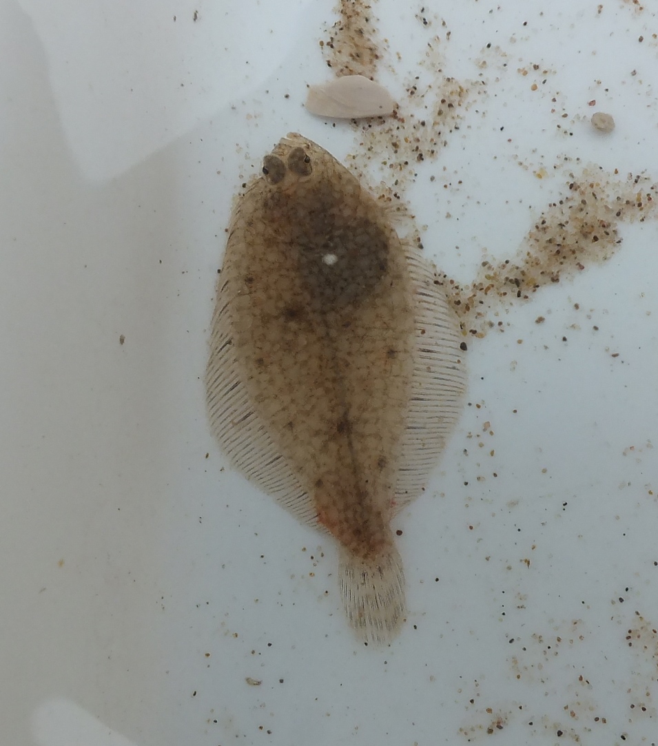 Lancashire and Lakeland Outback Adventure Wildlife Safaris Beat the