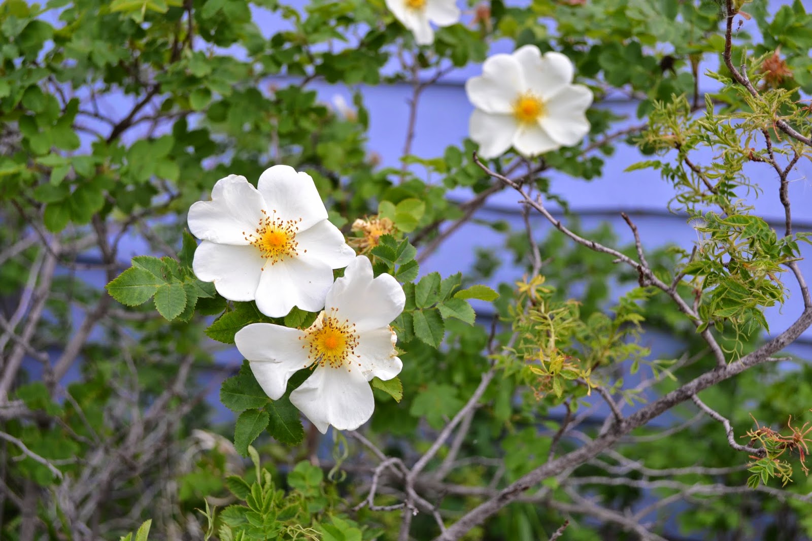 A Little Bit Of Pretty Floret Flowers