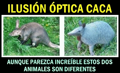 ilusiones-opticas-mierder-animales-diferentes