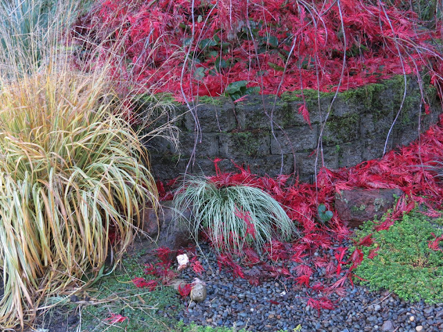 Beechwood Landscape Architecture And Construction Featured Plant