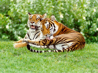 Two Tiger in jungle wallpaper