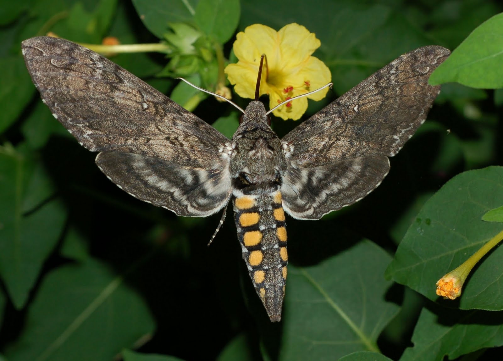 Don your armor...the hornworm battle begins! Moth+car+sphinx2+steve+boutte