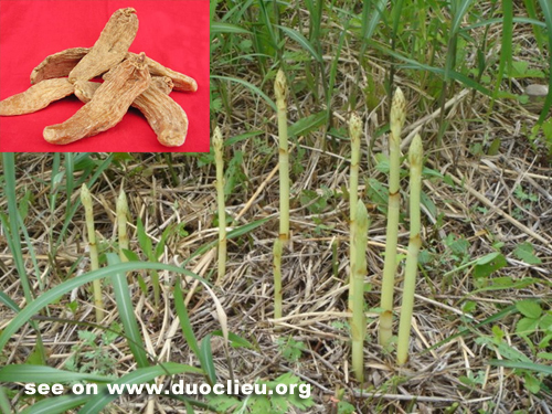 Gastrodia elata Bl.