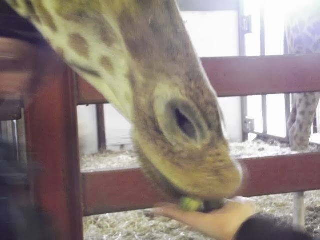 Hand feeding giraffes