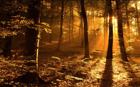 Forest Sunrise Wallpaper