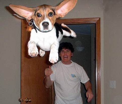 Pool de F1 - Page 26 Flying+beagle+funny+photoshop+morph+dog+animal+picture+humor