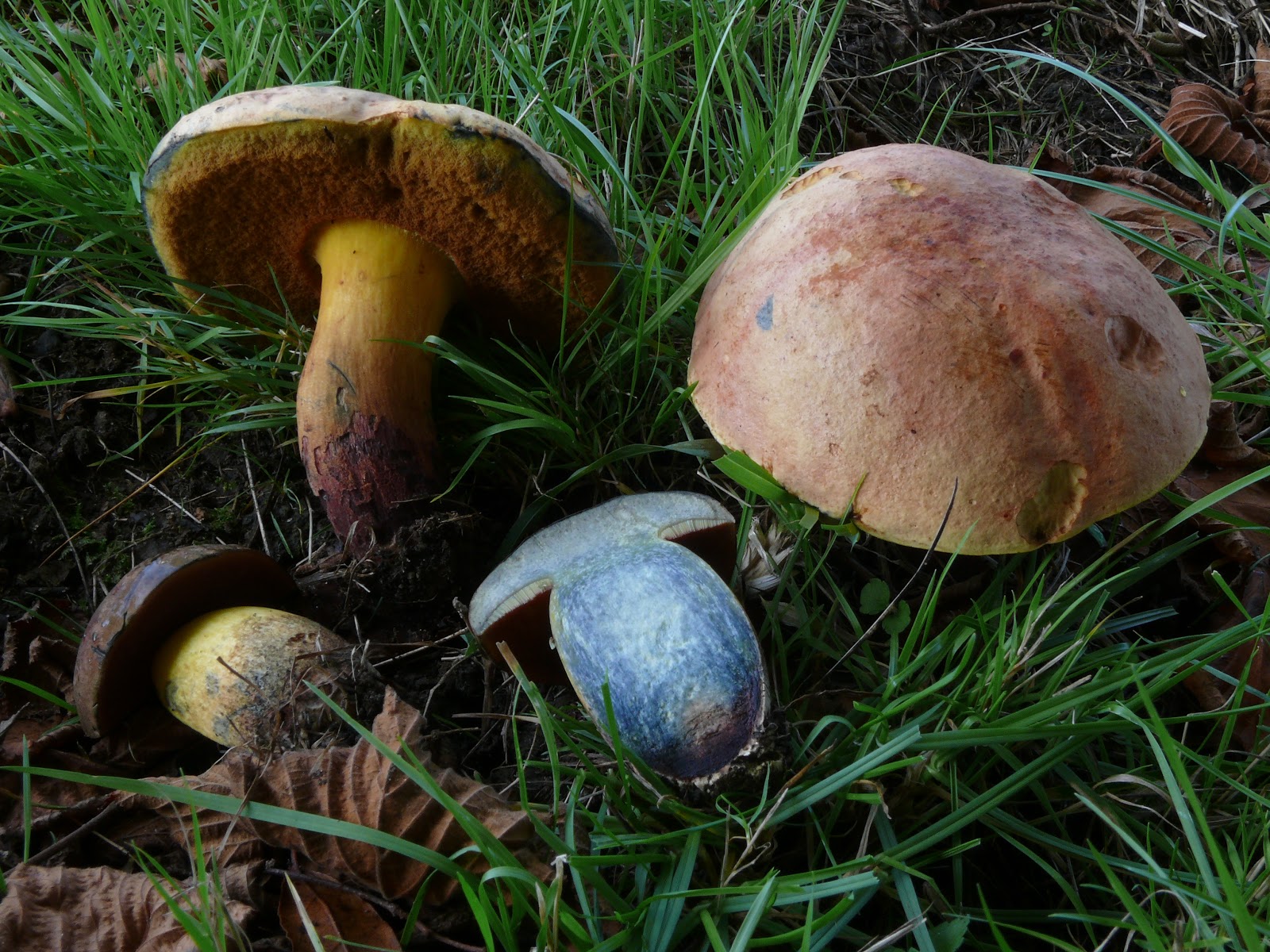 A setas por Asturias Boletus queletii