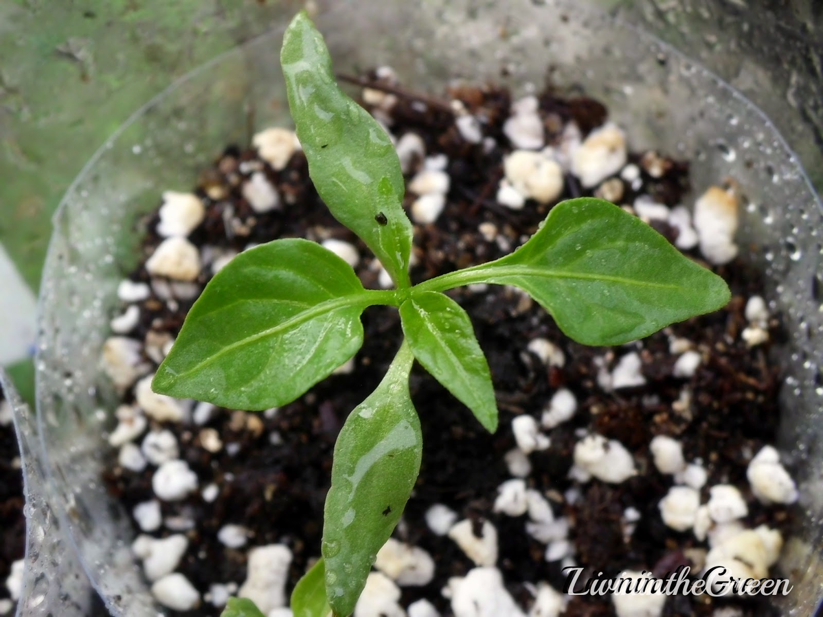 Livin' In The Green The Benefits of Black Mulch
