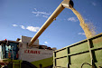 Claas Lexion 540. Harvesting thistles