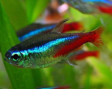 neon tetra breeding neon tetra breeding