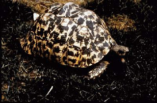 leopard tortoise