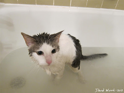 Wet cat in bath tub