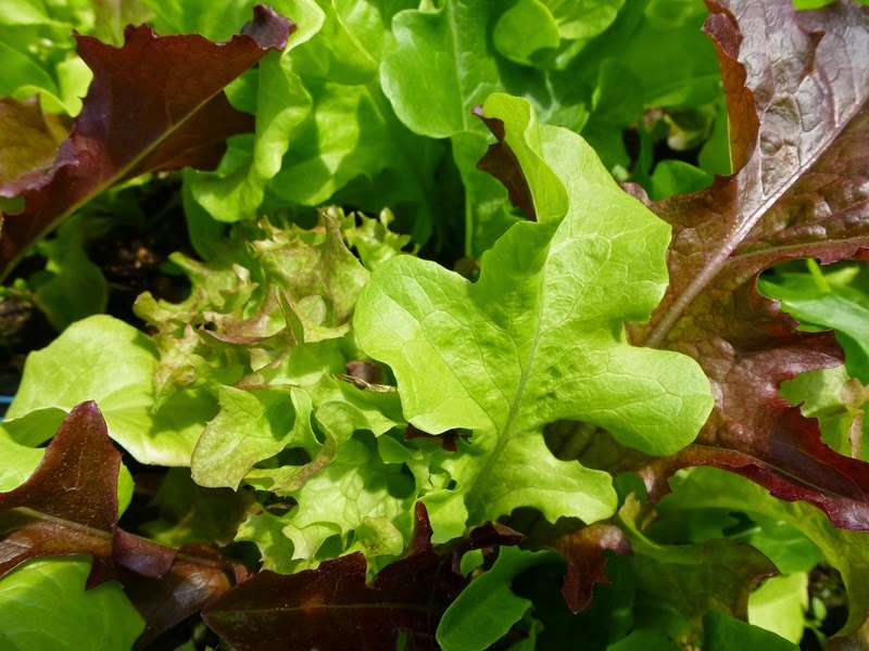 Homestead Hill Farm What's in that Bag of Lettuce?