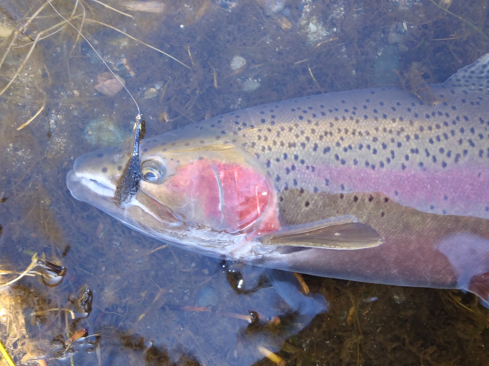 Irideus Steelhead Trout Salmon Fly Fishing Flies Spey Rods Steelhead