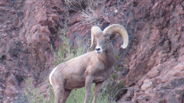 AZ+Raffle+Desert+Sheep+Hunt+with+Colburn+and+Scott+Outfitters+picture+4.JPG