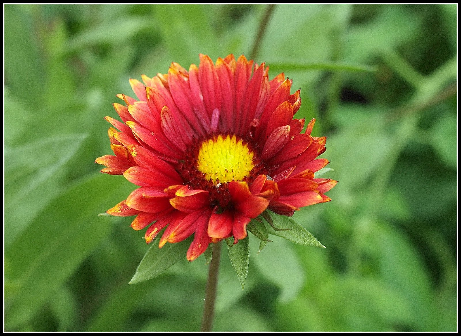 Mark's Veg Plot Gaillardia "Burgunder"
